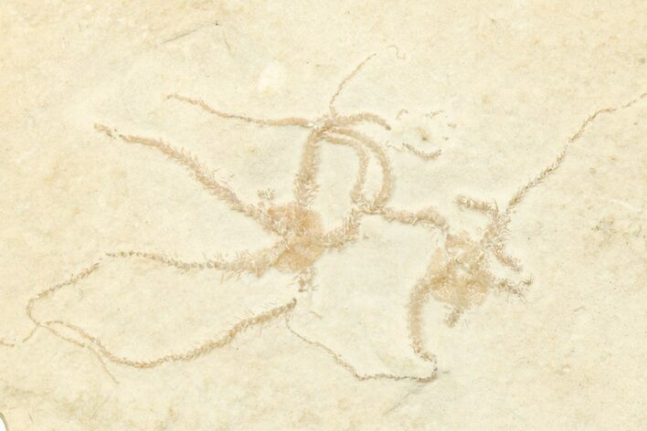 Jurassic Brittle Star Multiple Plate - Solnhofen #244343